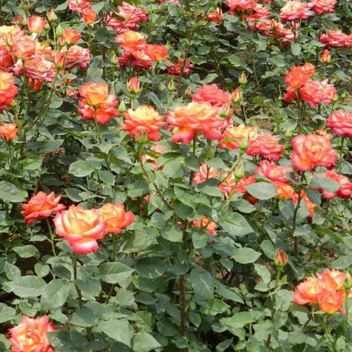 Rojo vivo con bordes amarillos vivos - Árbol de Rosas Floribunda - rosal de pie alto- forma de corona tupida
